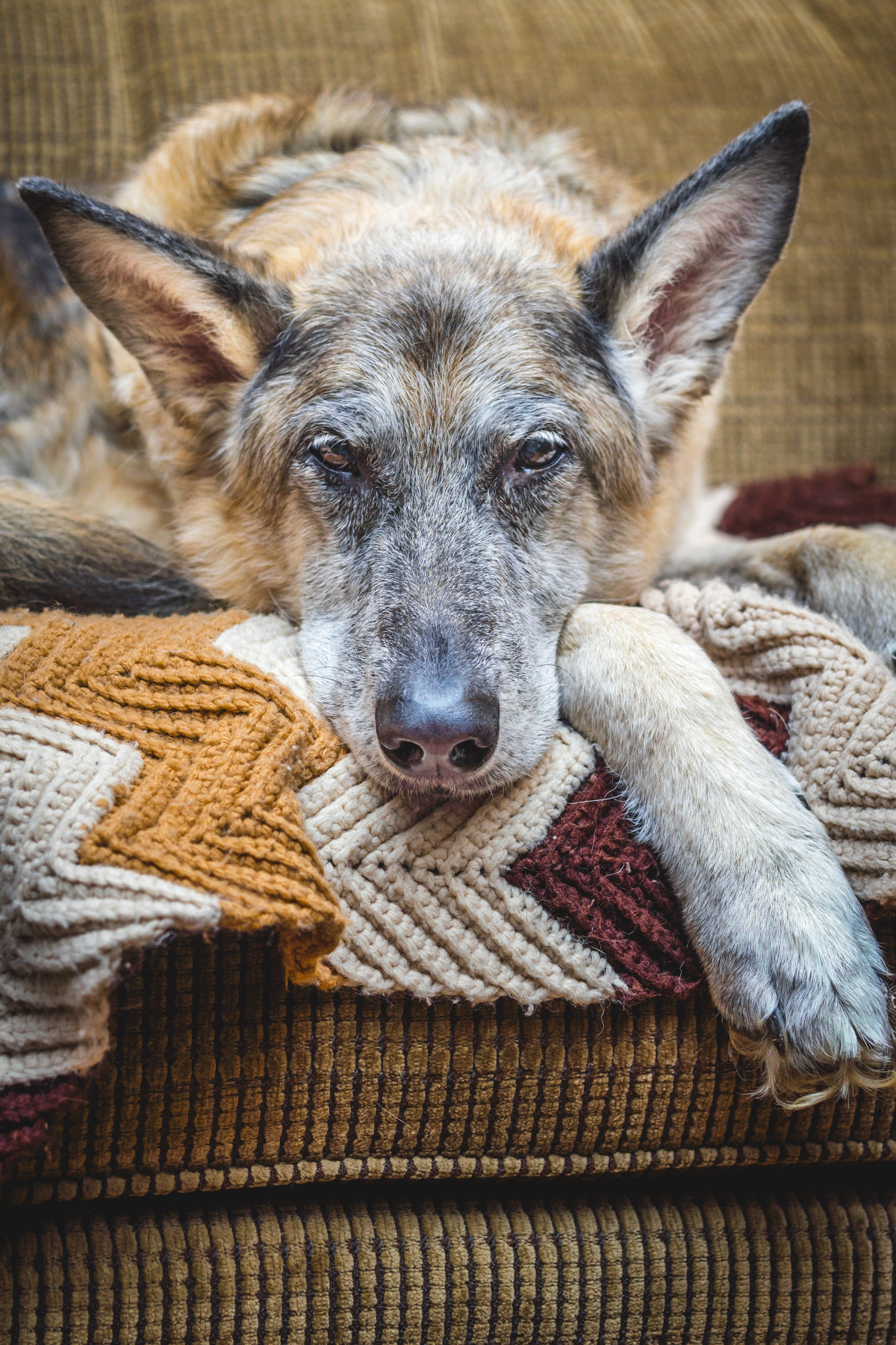 La vieillesse d’un chien et le long chemin de l’acceptation pour l’humain